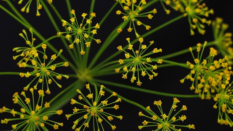 Herb cultivation