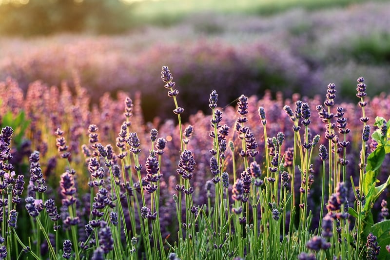 Lavender-infused candle