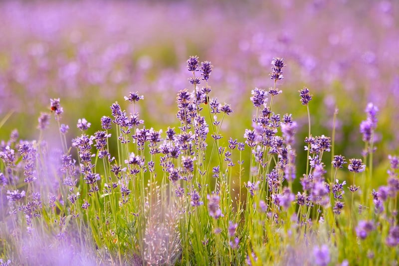 Lavender
